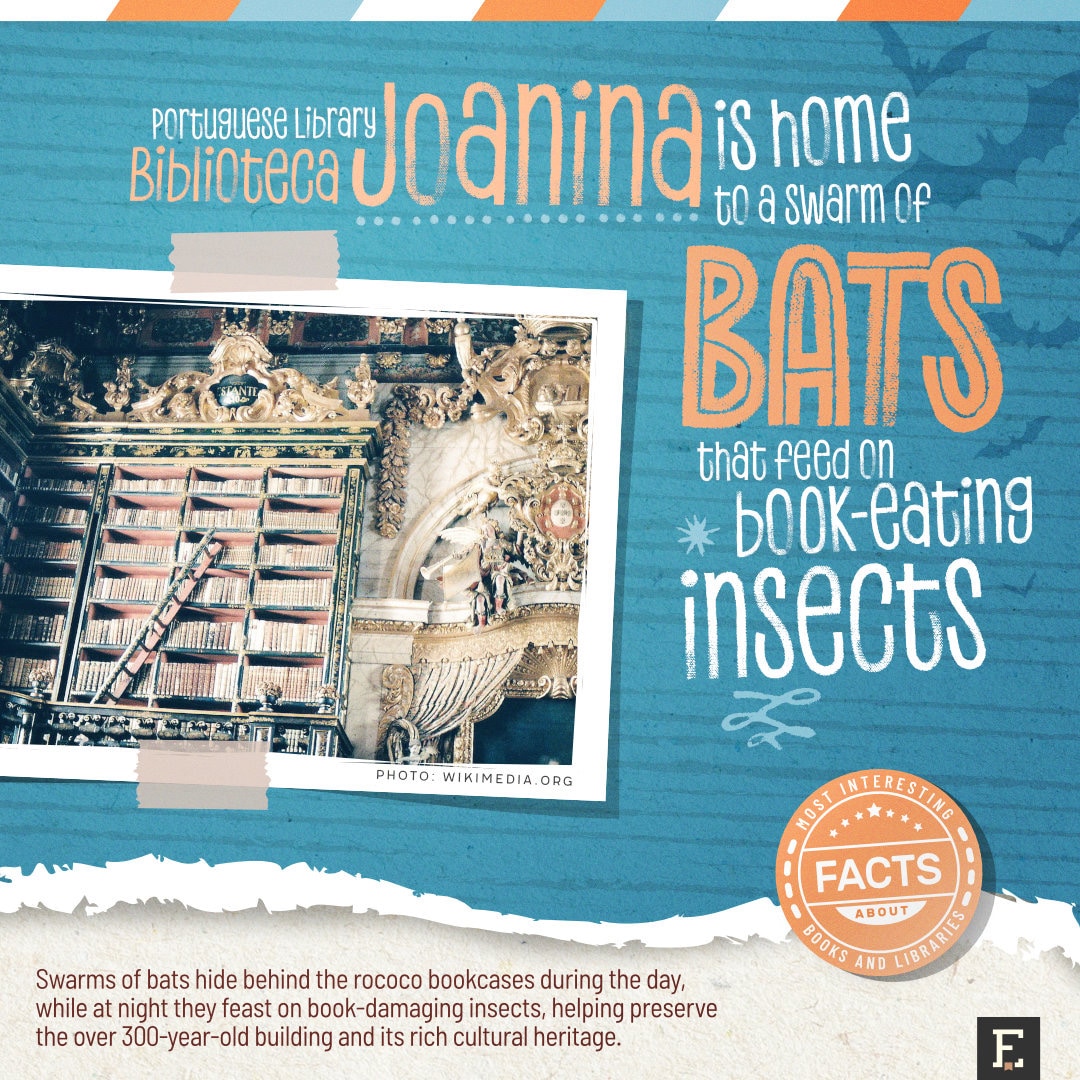 Joanina Library bats - fun facts about libraries